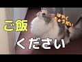 お腹が空いたら無限に催促する猫がこちらにいます