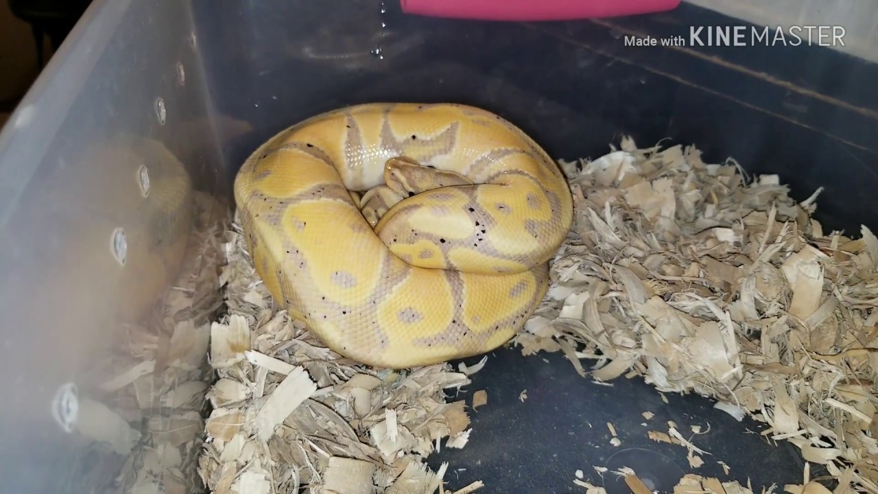 pythons for sale Vlog#221 This Is Crazy !!!!!!!!