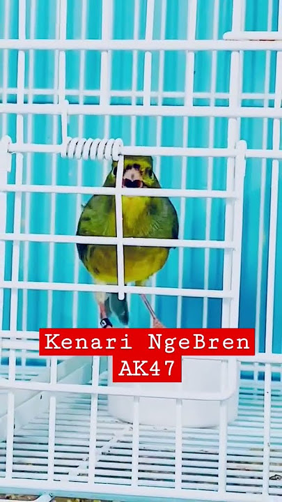 kenari ngebren ak47 #shorts #canary #kenari #birds #chirping #hummingbird