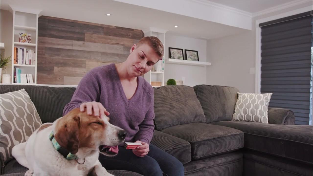 How to apply eye medication to your pet YouTube