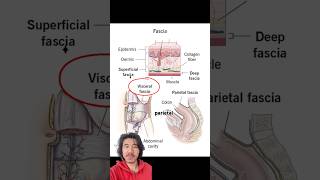 4 Layers of Fascia Explained Simply #shorts
