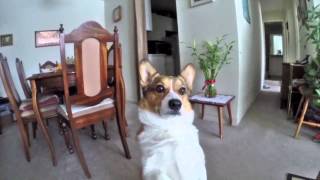 Broading around in the living room for some foodz