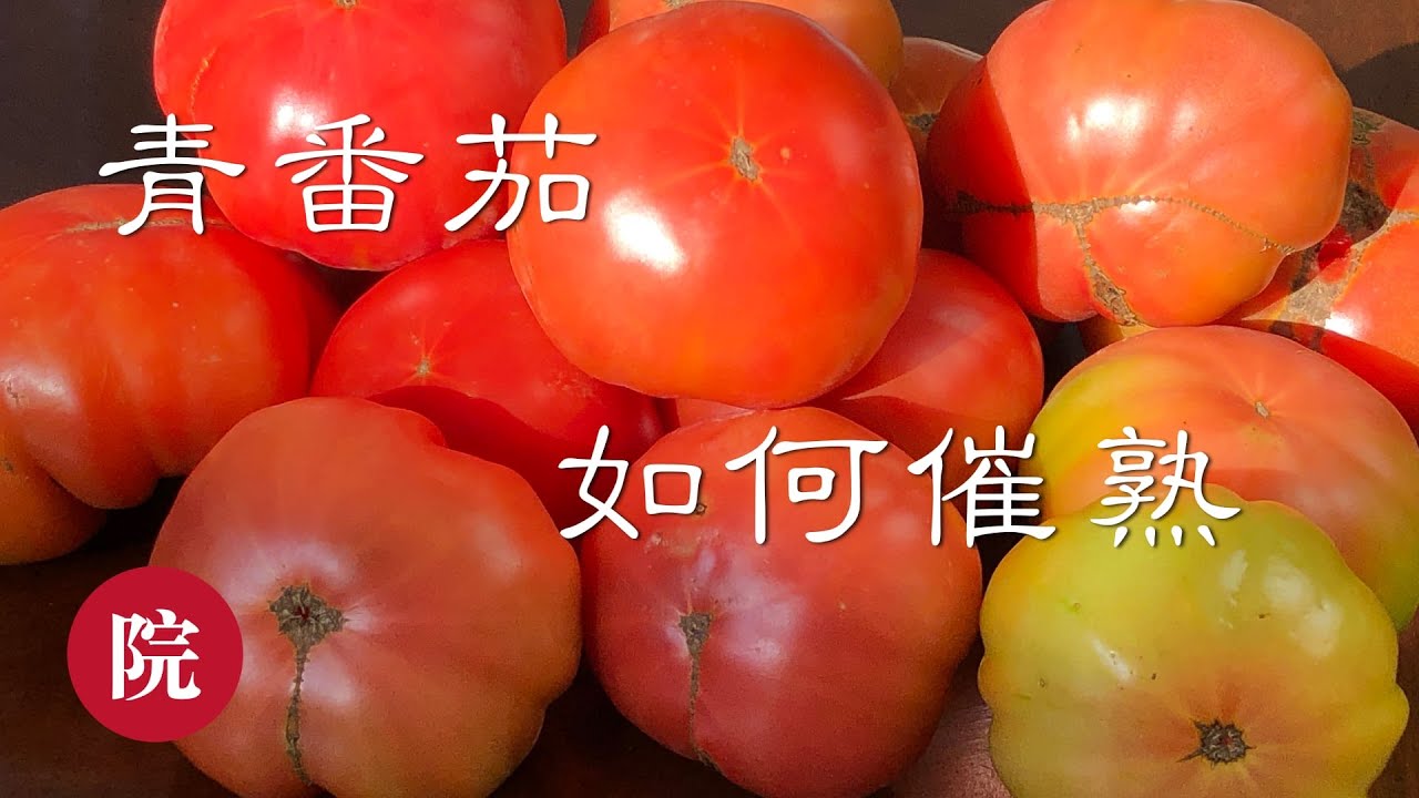 【彬彬有院】种•344如何给青番茄催熟//绿西红柿催熟//西红柿催熟//番茄催熟