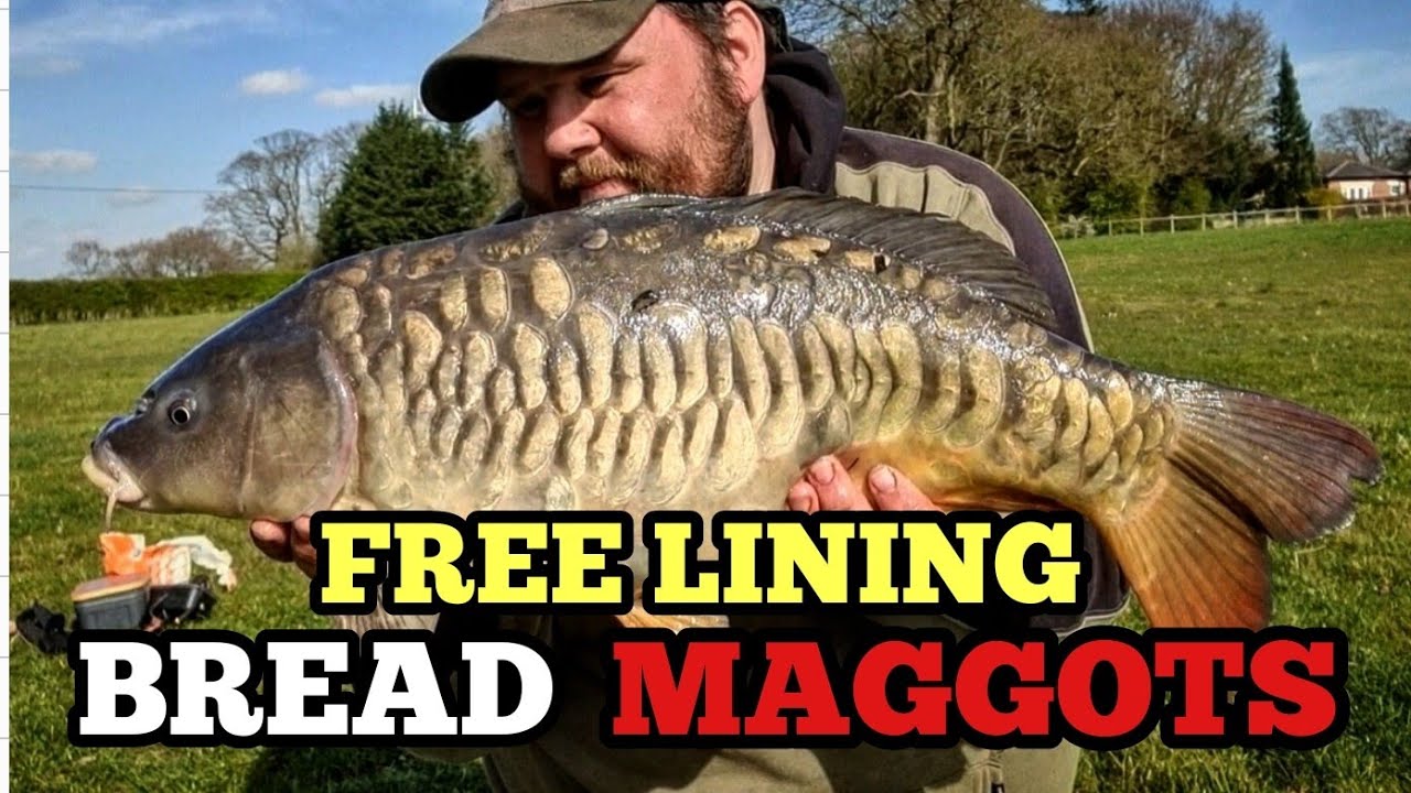 Stalking Carp with Bread and Maggots - Danny's Angling Blog - Lymm AC