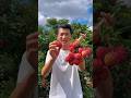 Sweet &amp; delicious juicy lychees harvest from garden by Rural Farmer #lychee #fruit #delicious