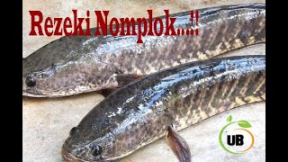 Rezeki Nomplok ...!!!,TAUT Ikan Gabus cara Tradisional...