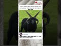 Rare Four-Horned Viking Sheep Make Stunning Comeback in Britain #trending #viral