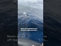 Watch Massive Humpback Whale Holds Boat Hostage Shorts 