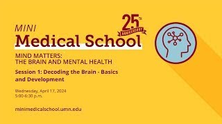 How does the Western Diet affect early brain development