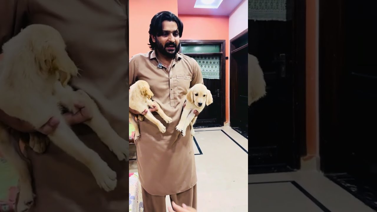 Shanu kay puppy 🐶 #funny #trending #vlog #dog 