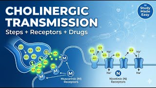 Cholinergic Transmission Explained Clearly | Study Made Easy