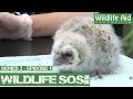 Wildlife sos online s2  episode 1 a day in the life