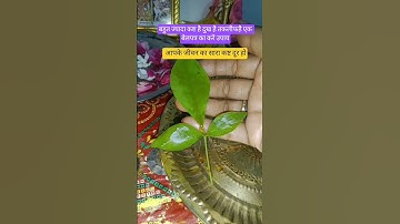 अगर बहुत ज्यादा दुख है तकलीफ है तो एक बेलपत्र का करें ये उपाय 🙏💯 #pradeepmishrajidhankeupay