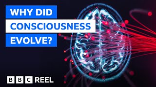 The surprising reason consciousness evolved – BBC REEL