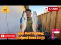 Epic Surf Fishing Limit: Striped Bass & Bonus Perch!