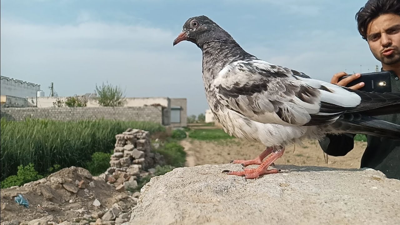 Watch Till The End – You’ll Be Shocked How Intelligent Pigeons Are!