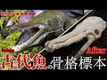 【難易度MAX】アリゲーターガーの骨格標本の作り方 詩花羽なぬの #vtuber