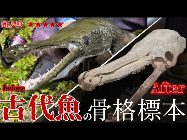 MAX Difficulty] How to make an alligator gar skeleton specimen by