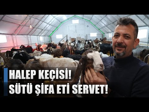 Sütü Şifa Eti