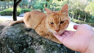 【モフモフ猫】小さい石から大きな岩へと乗り換える茶トラ猫