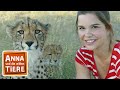 So jagt der gepard  reportage fr kinder  anna und die wilden tiere