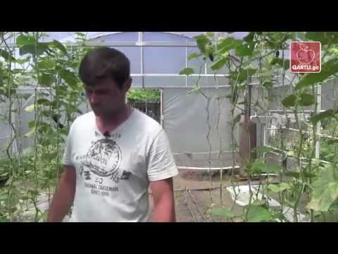 წითელუბნელი გიორგი შავაძის მოსავალს მთლიანად სუპერმარკეტები იძენენ