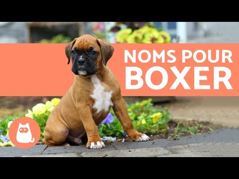 Vidéo: Principaux Noms De Chiots De