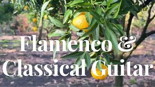 Mil familias - Flamenco and Classical Guitar