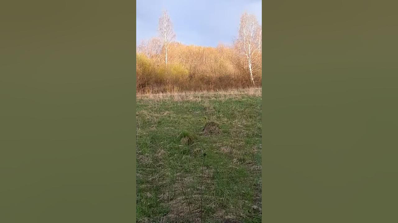 Лосяшь - YouTube