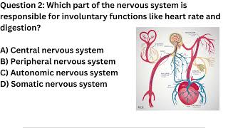 Nervous System Trivia Challenge Your Brain