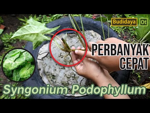 Video: Cara Menanam Podophyllum