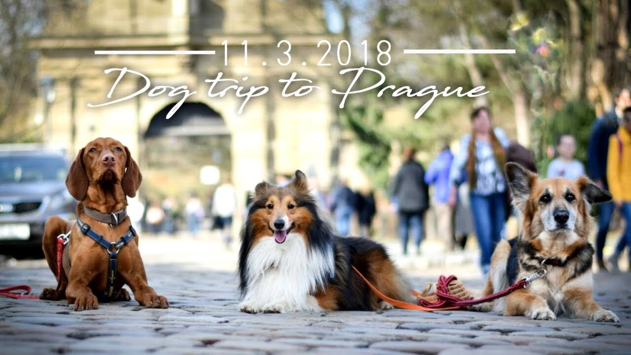 #1 Pawtrip to Prague | 11.3.2018 camera iphone 8 plus apk