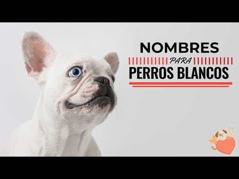 NOMBRES para PERROS de COLOR BLANCO 🤍 ¡Lindos y unicos para MACHOS y HEMBRAS!