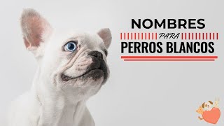 Nombres Para Perros De Color Blanco Lindos Y Unicos Para Machos Y Hembras