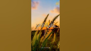 أَفَلَا تَعْقِلُونَ -القارئ: محمد دياب