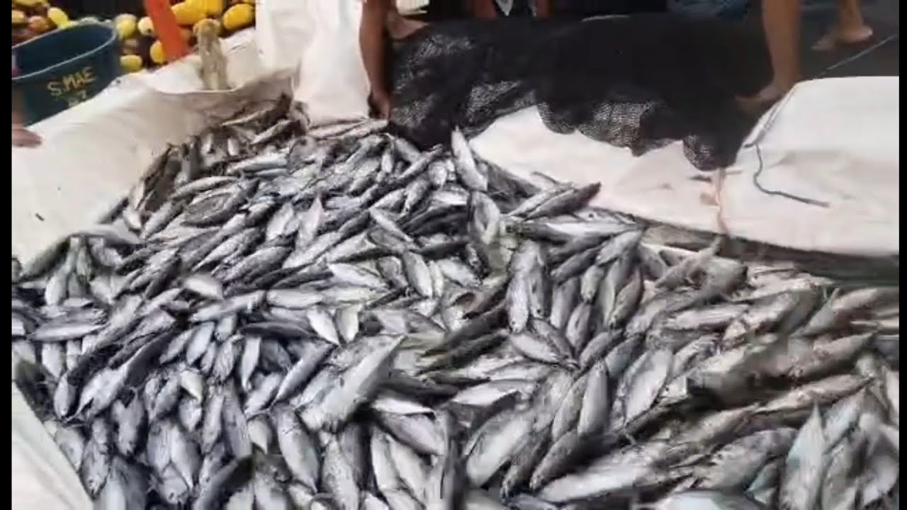 Amazing Net Fishing Tons of Skipjacks tuna Vlog #13