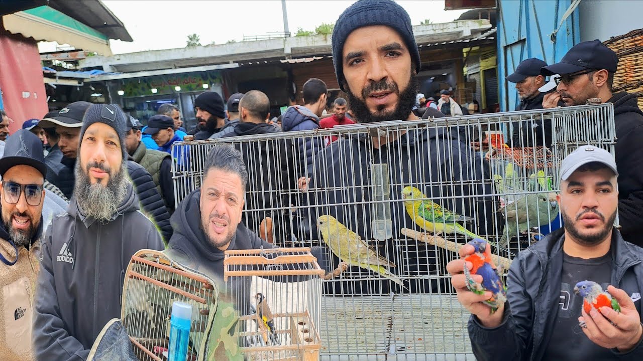 سوق الطيور والحيوانات بالدار البيضاء 🇲🇦اليوم السبت 2026/3/7....