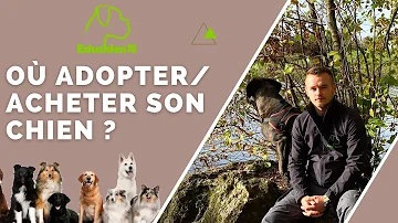 Où Peut-on adopter un chiot ?