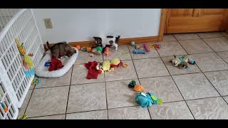 Teacup Chihuahua puppies ...?