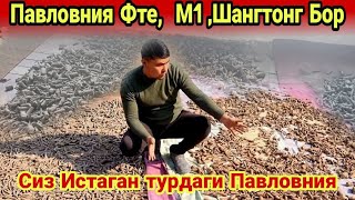 Павловния илдиз каламчалари / Павловния черенки Фте,  Шангтонг ( Павловния )