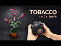 I Grew Tobacco From Seed │Timelapse