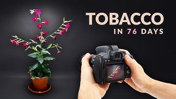 I Grew Tobacco From Seed │Timelapse