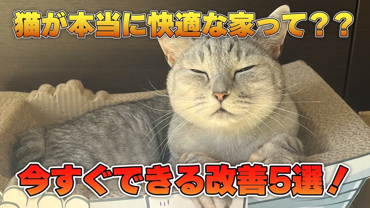【世界基準】猫が幸せに暮らせる家！今すぐできる環境改善ポイント5選