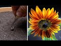 Growing Red Sunflower Time Lapse - Seed To Flower in 57 Days