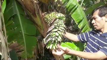 Cây Chuối Trổ Buồng Giữa Thân (chuyện lạ)|The bananas grow in the middle of the banana tree.
