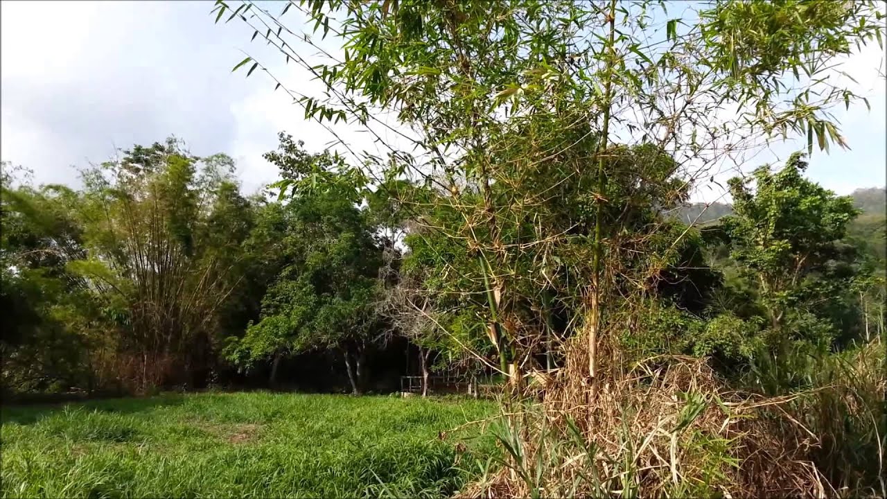 Caura Valley Trinidad YouTube