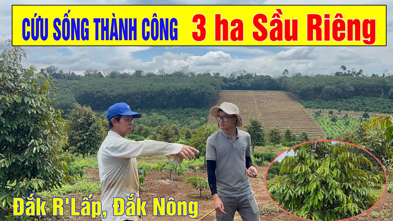 TÌM RA GIẢI PHÁP CỨU SỐNG 3 HA SẦU RIÊNG