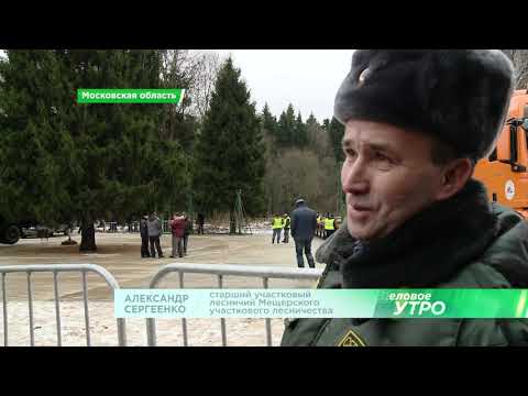 ГЛАВНАЯ ЕЛКА СТРАНЫ