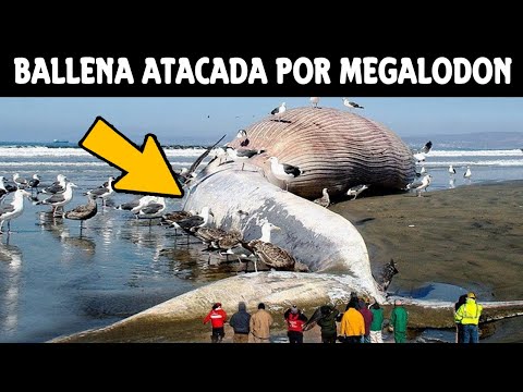 Vídeo: ¿Cómo Terminó El Cadáver De Una Ballena Gigante En La Cima De Un Acantilado? - Vista Alternativa