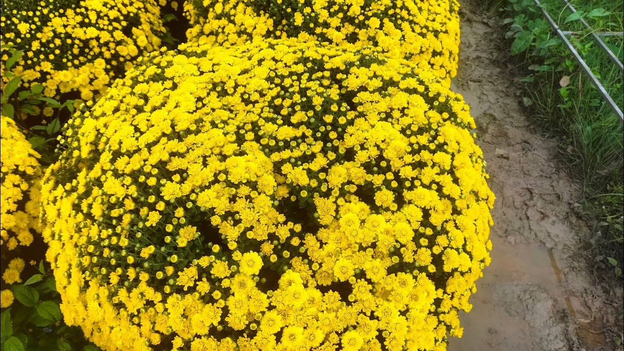  TẠI SAO Cúc mâm xôi nở sớm 